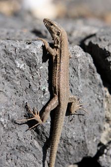 Lizard, La Palma, Canary Islands, Spain, 2009. Creator: Peter Thompson
