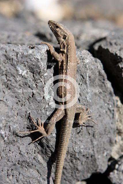 Lizard, La Palma, Canary Islands, Spain, 2009. Creator: Peter Thompson.