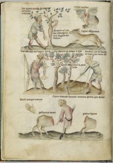 Liber Astrologiae