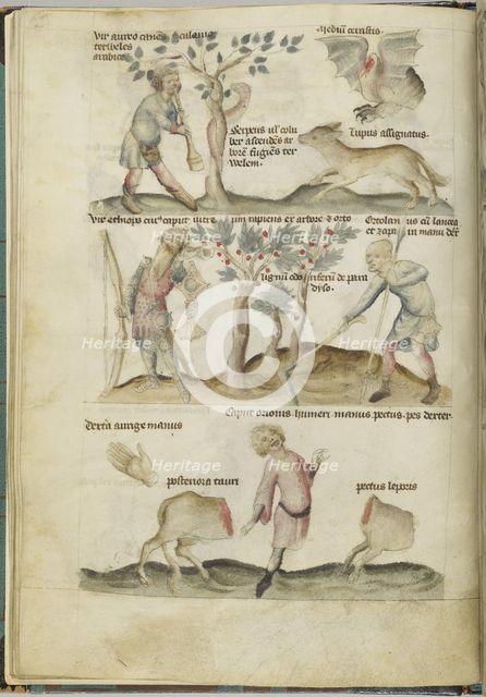 Liber Astrologiae.
