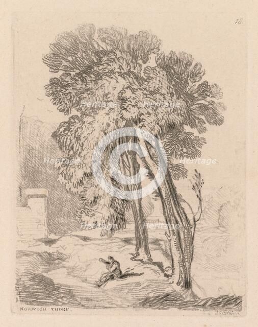 Liber Studiorum: Plate 18, Trees at Norwich Thorp, Norfolk, 1838. Creator: John Sell Cotman (British, 1782-1842).