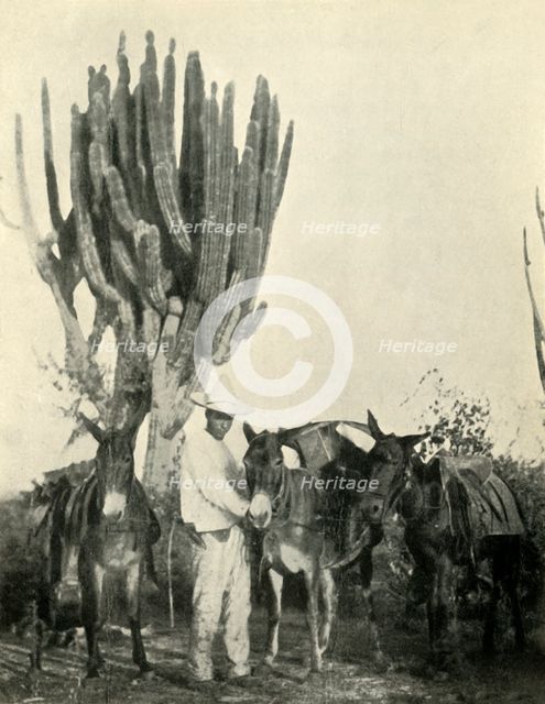 'Life and Travel in Mexico: Mules, Peon and Cactus', 1919. Creator: Unknown.