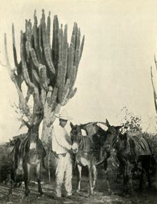 Life and Travel in Mexico: Mules, Peon and Cactus 1919. Creator: Unknown