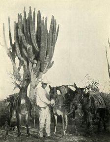 Life and Travel in Mexico: Mules, Peon and Cactus 1919. Creator: Unknown