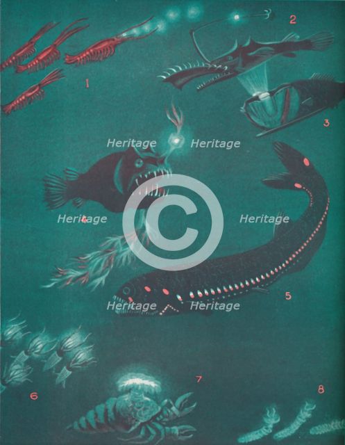 'Life Half a Mile Below The Sea's Surface', 1935 . Artist: Unknown.