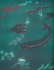 Life Half a Mile Below The Sea's Surface 1935