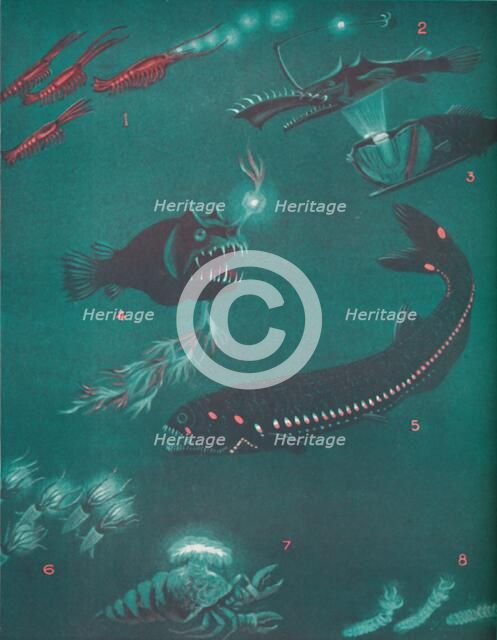 'Life Half a Mile Below The Sea's Surface', 1935 . Artist: Unknown.