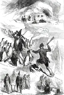 Life on the Crozet Islands, from sketches supplied by Mr. Spencer Joslen, 1876. Creator: C.R.