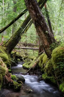Lifeblood of the Forest. Creator: Joshua Johnston