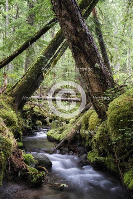 Lifeblood of the Forest. Creator: Joshua Johnston.