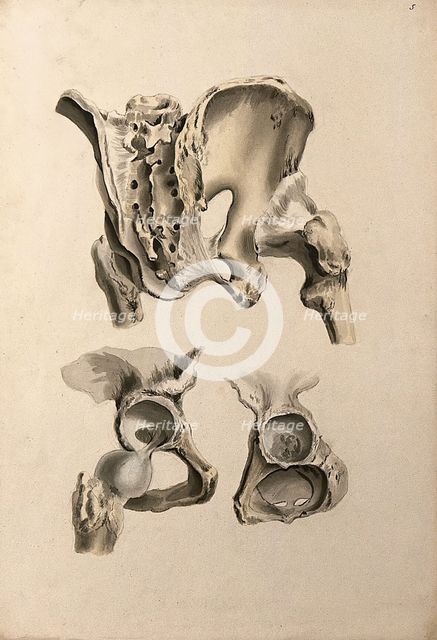 Ligaments of hip-bone and femur (thigh-bone), 1830-1835. Creator: Unknown.