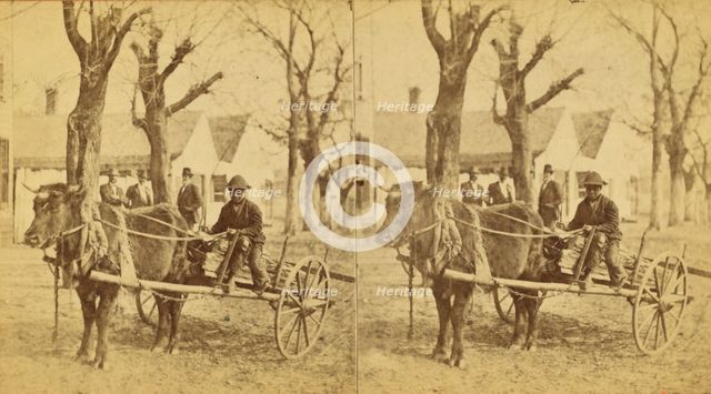 Lightwood Boy, [Boy in an oxcart loaded with kindling], (1868-1900?). Creator: Unknown.