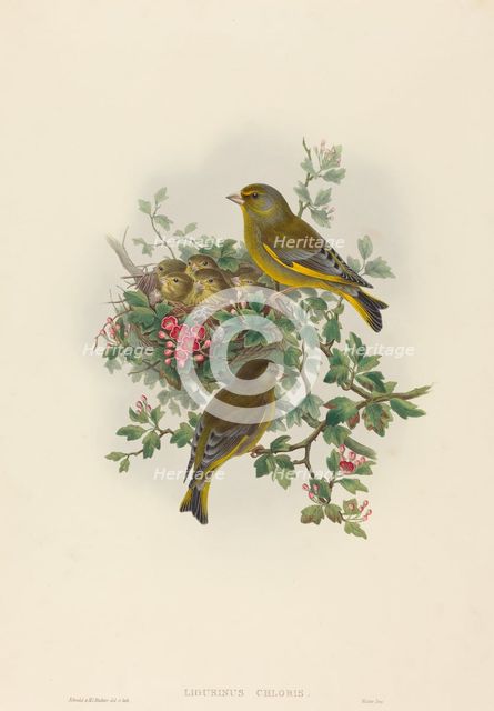 Ligurinus chloris (Greenfinch). Creators: John Gould, Henry Constantine Richter.