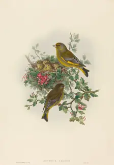 Ligurinus chloris (Greenfinch). Creators: John Gould, Henry Constantine Richter