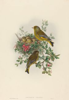 Ligurinus chloris (Greenfinch). Creators: John Gould, Henry Constantine Richter