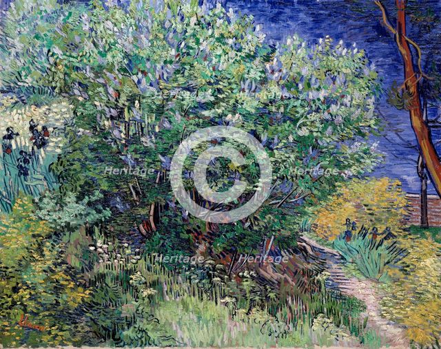 'Lilac Bush', 1889.  Artist: Vincent van Gogh