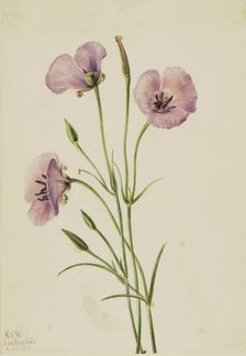 Lilac Mariposa (Calochortus splendens), 1926. Creator: Mary Vaux Walcott