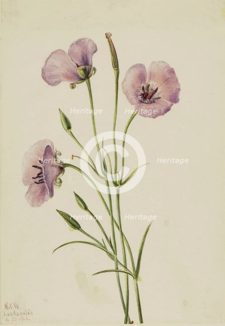 Lilac Mariposa (Calochortus splendens), 1926. Creator: Mary Vaux Walcott.