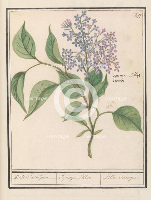 Lilac (Syringa vulgaris), 1596-1610. Creators: Anselmus de Boodt, Elias Verhulst.