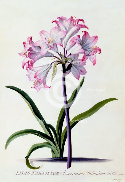 Lilio Narcissus, c. 1744 (hand coloured engraving). Creator: "Georg Dionysius Ehret (1710 - 70); Ehret, Georg Dionysius (1710-1770)".
