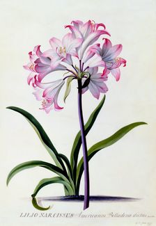 Lilio Narcissus, c. 1744 (hand coloured engraving). Creator: "Georg Dionysius Ehret (1710 - 70); Ehret, Georg Dionysius (1710-1770)"