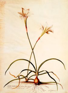 Lilio Narcissus, c. 1745 9hand coloured engraving). Creator: "Georg Dionysius Ehret (1710 - 70); Ehret, Georg Dionysius (1710-1770)"