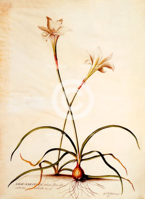 Lilio Narcissus, c. 1745 9hand coloured engraving). Creator: "Georg Dionysius Ehret (1710 - 70); Ehret, Georg Dionysius (1710-1770)".