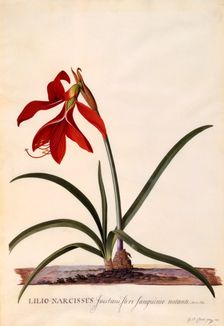 Lilio-Narcissus (Jaobean Lily), c. 1743 (hand coloured engraving). Creator: "Georg Dionysius Ehret (1710 - 70); Ehret, Georg Dionysius (1710-1770)"