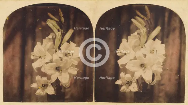 Lilies, about 1865. Creator: Unknown.