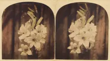 Lilies, about 1865. Creator: Unknown