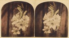 Lilies, about 1865. Creator: Unknown