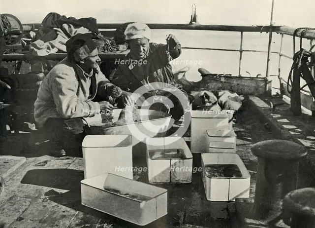 'Lillie and Dr. Levick Sorting a Trawl Catch', c1910–1913, (1913). Artist: Herbert Ponting.
