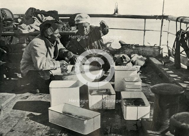 'Lillie and Dr. Levick Sorting a Trawl Catch', c1910–1913, (1913). Artist: Herbert Ponting.