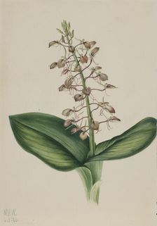 Lily Twayblade (Liparis liliifolia), 1920. Creator: Mary Vaux Walcott