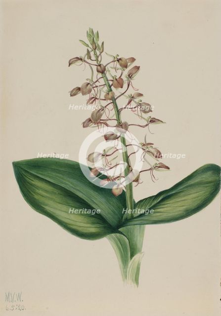Lily Twayblade (Liparis liliifolia), 1920. Creator: Mary Vaux Walcott.