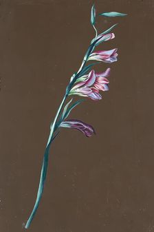 Lily, undated. (c1860s) Creator: Anton Hartinger