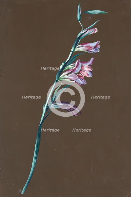 Lily, undated. (c1860s) Creator: Anton Hartinger.