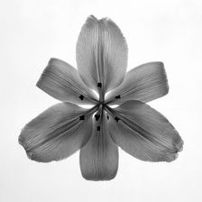 Lily. Creator: Tom Artin