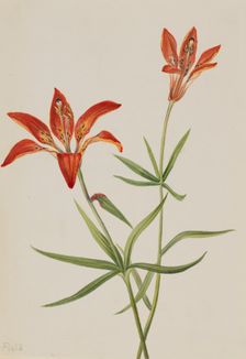 Lily (Lilium montanum), ca. 1900-1920. Creator: Mary Vaux Walcott