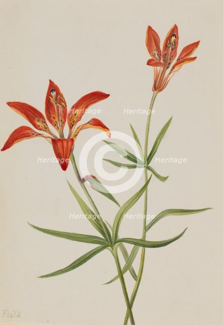 Lily (Lilium montanum), ca. 1900-1920. Creator: Mary Vaux Walcott.