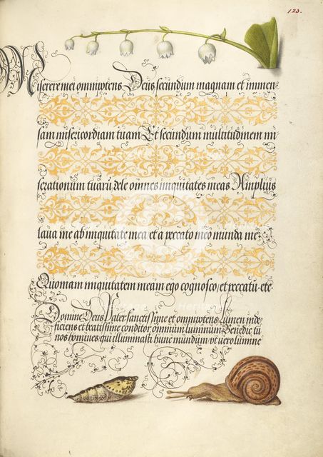 Lily-of-the-Valley, Pupa, and Land Snail, 1561-1562; illumination added 1591-1596. Creator: Joris Hoefnagel.
