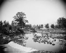 Lily Pond, Belle Isle Park, Detroit, between 1900 and 1906. Creator: Unknown