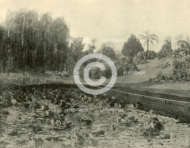 'Lily Pond, Brisbane Botanical Gardens', 1901. Creator: Unknown.