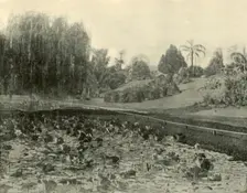 Lily Pond, Brisbane Botanical Gardens 1901. Creator: Unknown