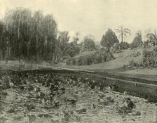 Lily Pond, Brisbane Botanical Gardens 1901. Creator: Unknown