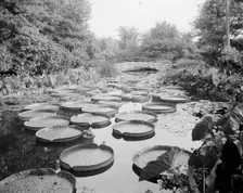 Lily pond, Como Park, St. Paul, Minn., c1905. Creator: Unknown