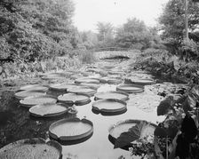 Lily pond, Como Park, St. Paul, Minn., c1905. Creator: Unknown