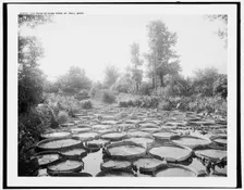 Lily pond in Como Park, St. Paul, Minn., c1902. Creator: William H. Jackson