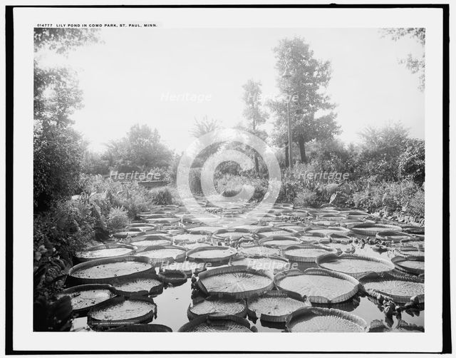 Lily pond in Como Park, St. Paul, Minn., c1902. Creator: William H. Jackson.
