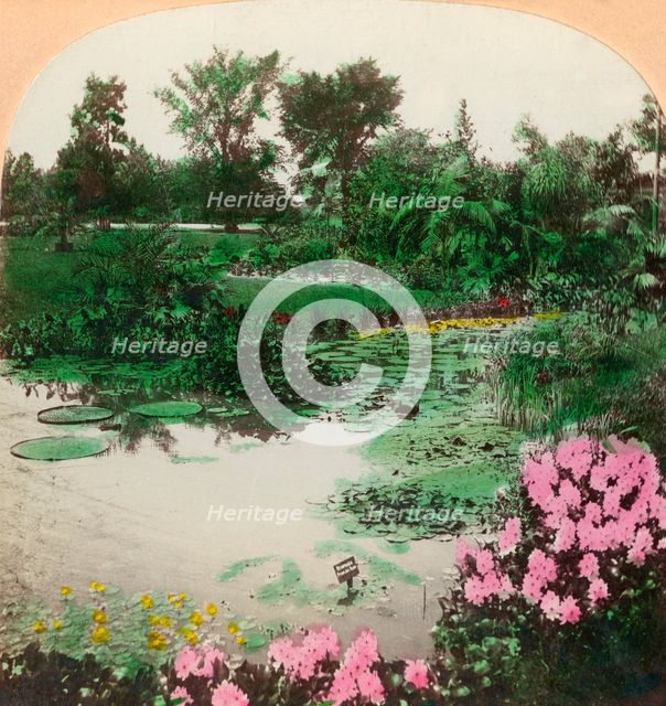 'Lily Pond, Tower Grove Park, St. Louis, Mo., U.S.A.', 1897. Creator: BL Singley.